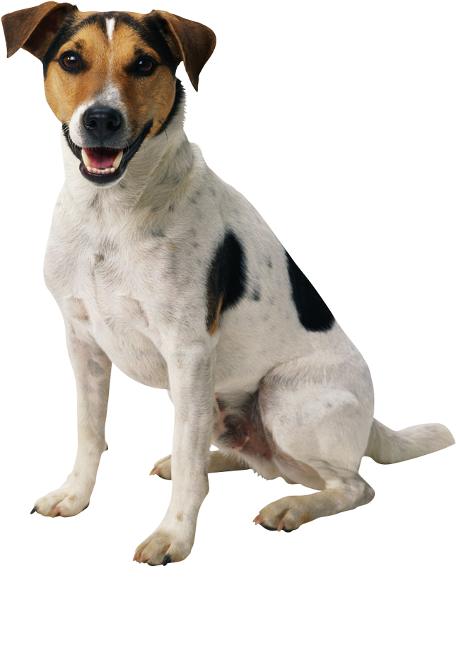 Dog Png Transparent Background (839x1024), Png Download
