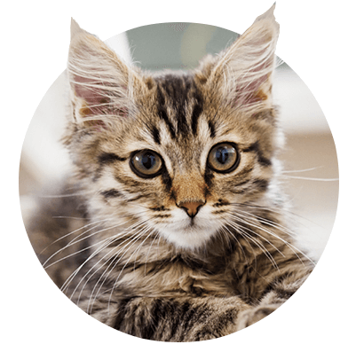 For Cats - Maine (400x416), Png Download