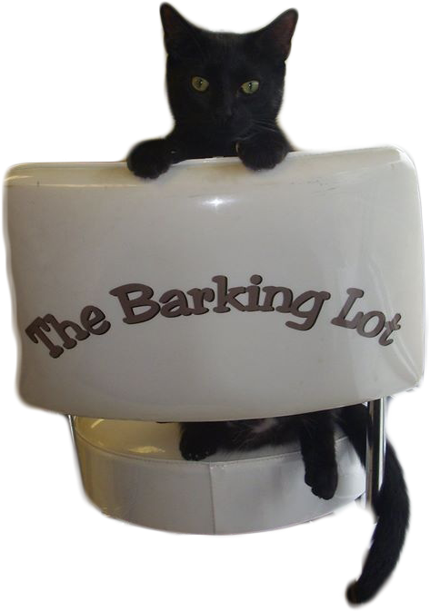 Cat - The Barking Lot Of Wheaton, Inc. (544x694), Png Download