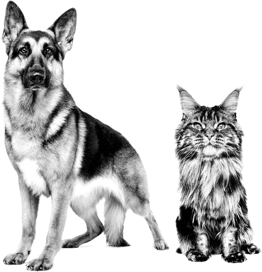 Canin Dog Cat - German Shepherd Royal Canin Black White (1220x954), Png Download
