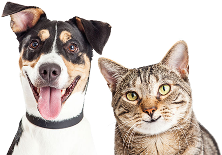 Donate Your Old Mascara Wand To Help Animals - Play Strong Foamz Ball 2.5"- (450x304), Png Download