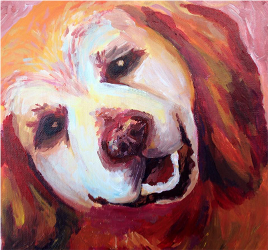 7 - Cocker Spaniel (826x500), Png Download