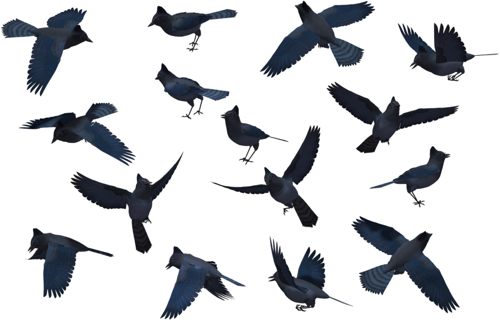 Bluejay Drawing Stellar Jay Png Library Stock - Blue Jay Silhouette (1024x645), Png Download