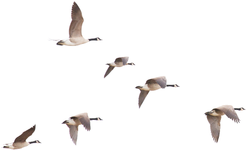 Meganreeves - Istock - Com - Bird (664x439), Png Download