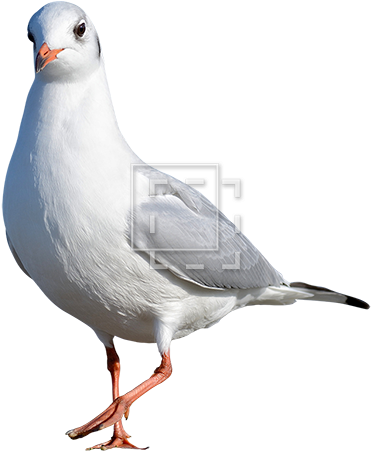 Cutout People - Bird (450x450), Png Download