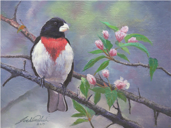 Red-breasted Grosbeak - Rose-breasted Grosbeak (690x428), Png Download