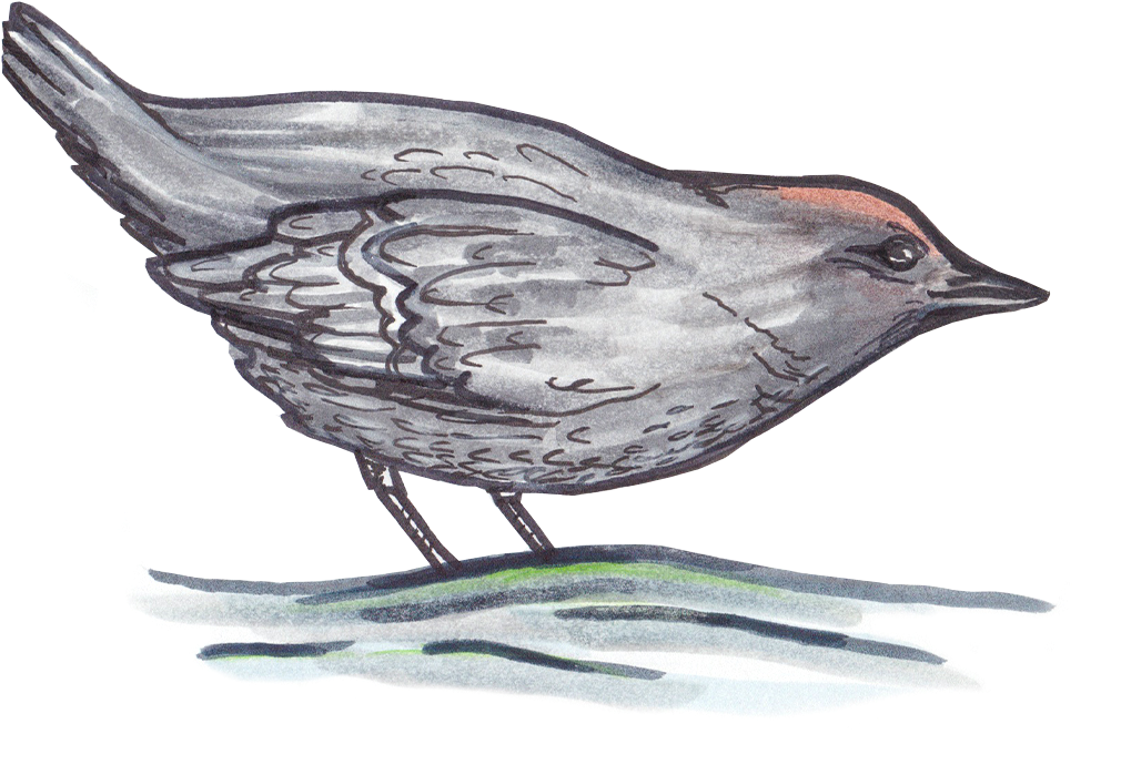 Illustrations - American Dipper (1200x1200), Png Download