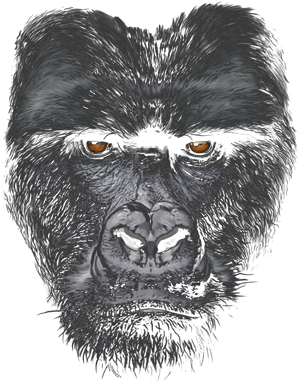 Majestic Gorilla Heat Transfers - Majestic Gorilla - Big Face Baseball Sleeve Shirt (400x400), Png Download