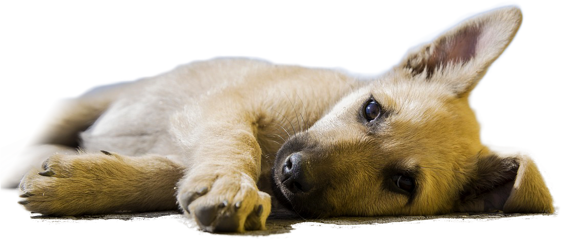 Sleeping Dogs Png - Dog Laying On Ground (1199x484), Png Download