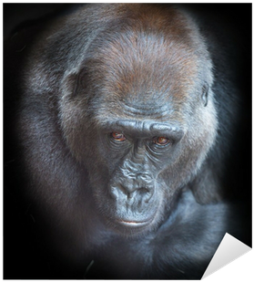 Portrait Of An Adult Gorilla On A Black Background - Portrait (400x400), Png Download