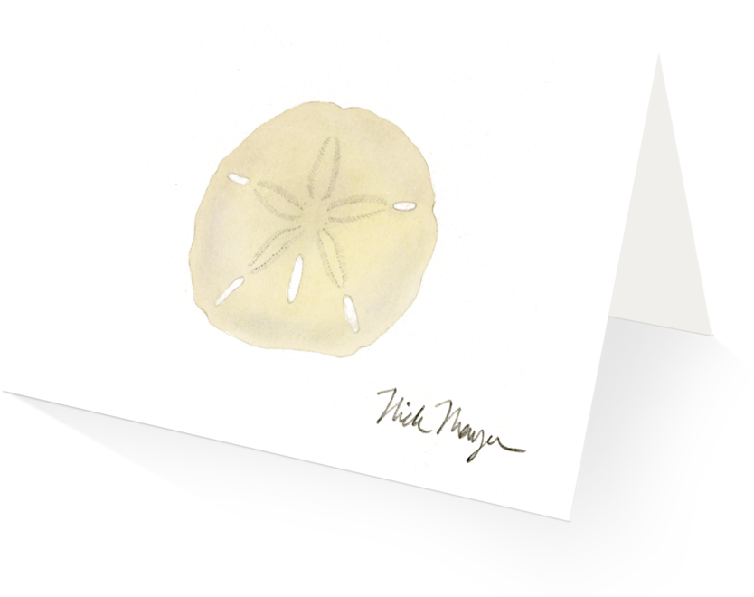 Ivory Sand Dollar - Sand Dollar (1024x825), Png Download