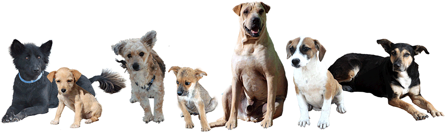 Barb's Dogs - Dog Rescue Png (905x269), Png Download