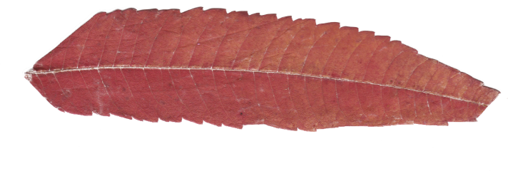 Flowers Flower Floral Watercolor Watercolors - Wood (712x240), Png Download