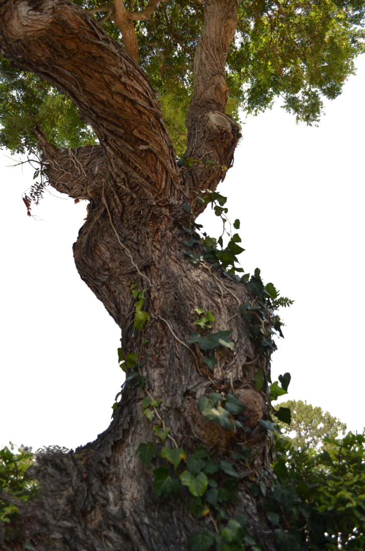 Old Tree Png - Old Tree Trunk Png (727x1098), Png Download