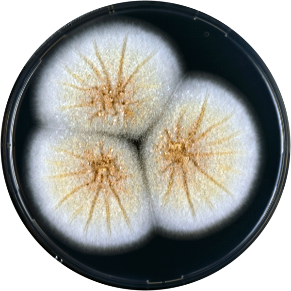 Aspergillus Westerdijkiae Cya - Sand Dollar (600x600), Png Download