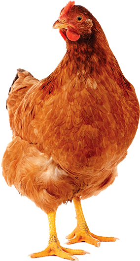 Supporting Western Australian Farmers - Несушки Пнг (296x540), Png Download