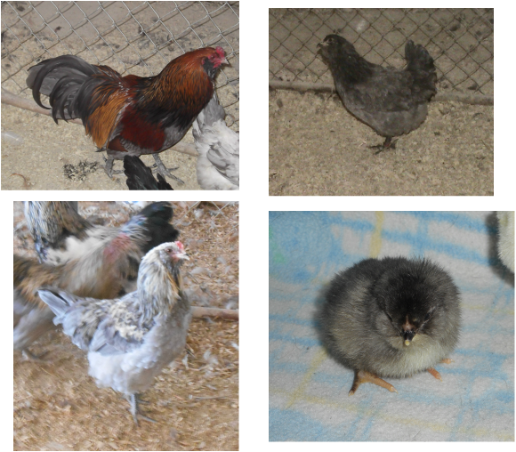 It Derives Form The Araucana Chickens - Rooster (580x508), Png Download