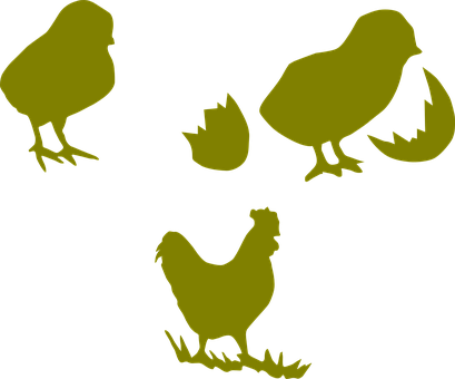 Chicken Cock Poultry Hen Farming Chick Coc - Poultry Farm Chicks Logo (409x340), Png Download