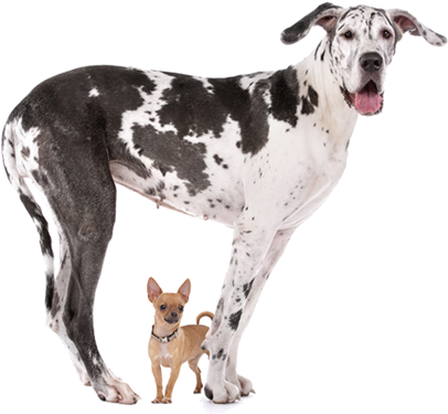We Love Dogs Of All Shapes & Sizes - Teacup Chihuahua And Great Dane (448x399), Png Download