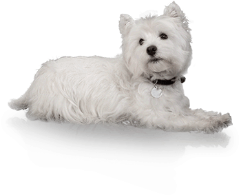 The Healthy Scoop On Wet Food - West Highland White Terrier (390x320), Png Download