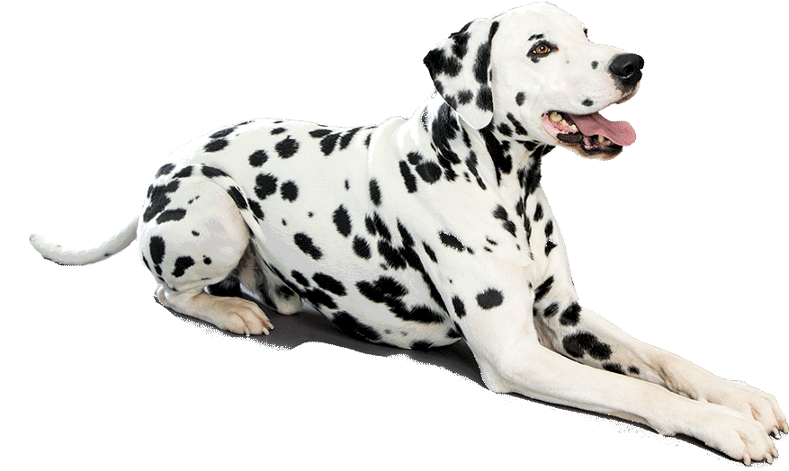 Graphic Dog Png Images Pluspng Photo - Dalmatian Dog Png (1170x780), Png Download