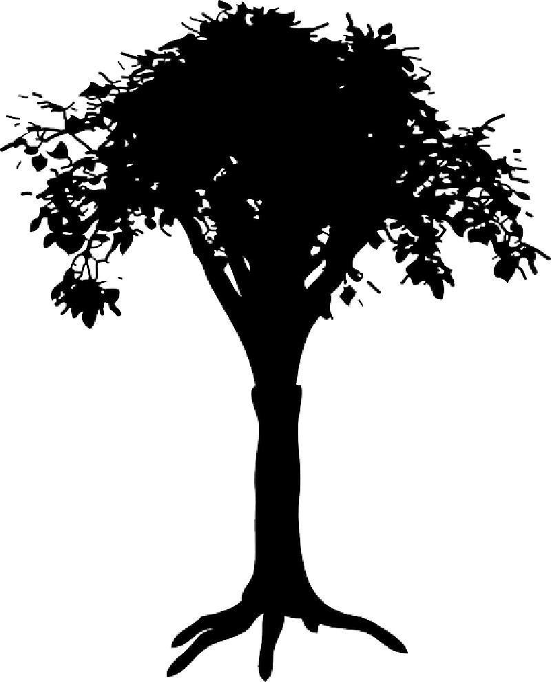 Mb Image/png - Root Tree Silhouette Png (800x990), Png Download