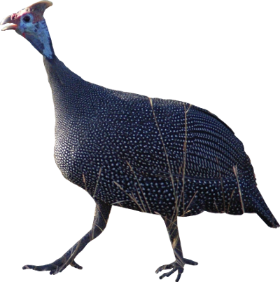 Animals/ Birds/ Helmeted Guineafowl - Guinea Fowl Png (400x402), Png Download