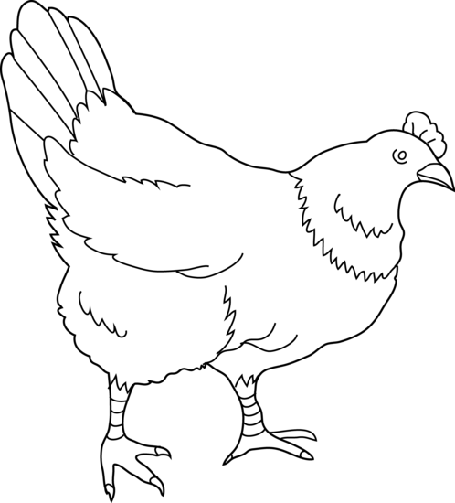 Black & White Clipart Hen - Black And White Image Of Hen (498x550), Png Download