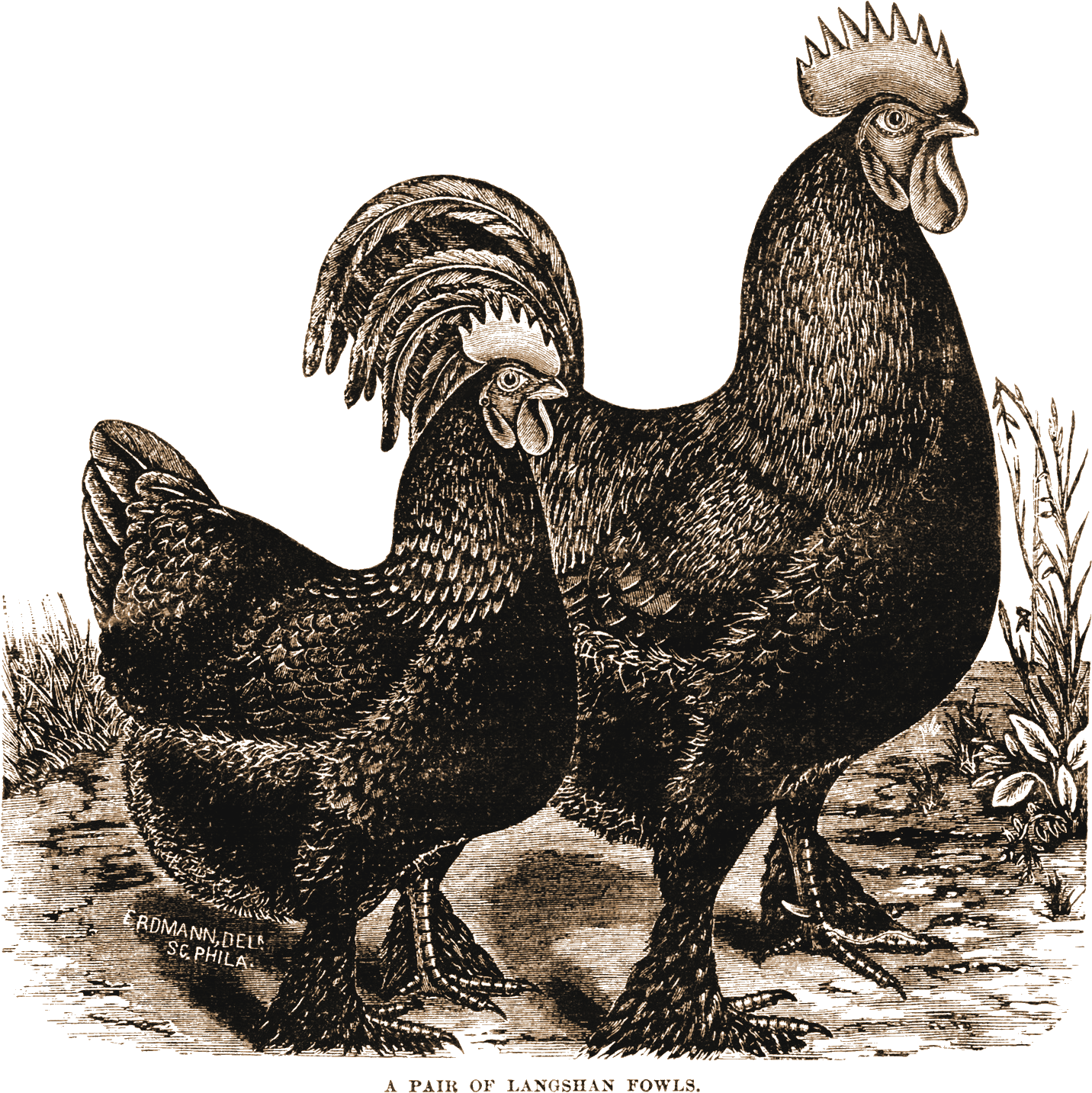 Free Printable Rooster This Is The Image - Chicken (1500x1500), Png Download
