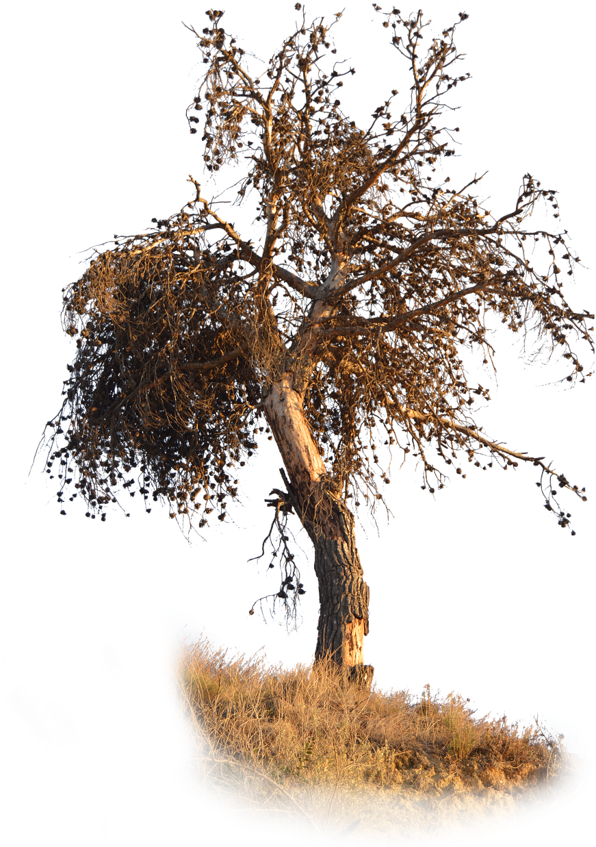 Png Pine Dry - Mexican Pinyon (1024x1280), Png Download