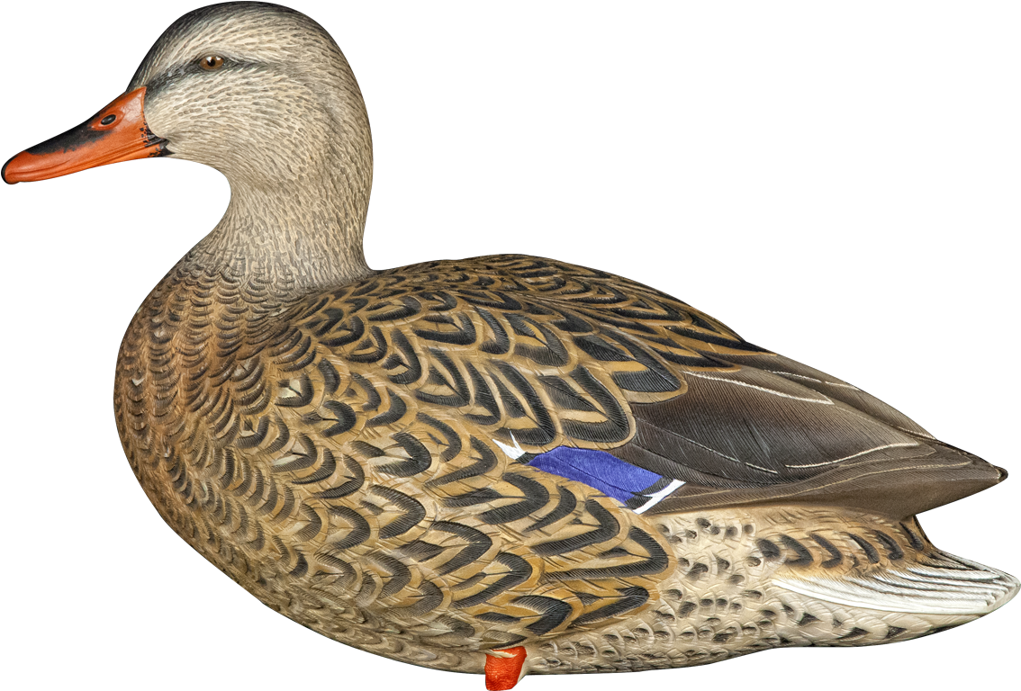 Lookout Hen - Avian-x Axp Full Body Mallard Decoys (1199x834), Png Download