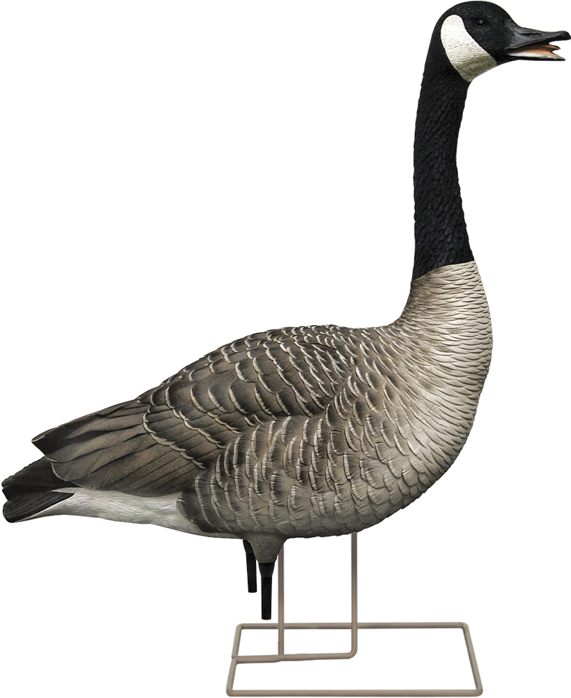 Male Caller - Avian X Fusion Honker Goose Decoy (1019x1122), Png Download