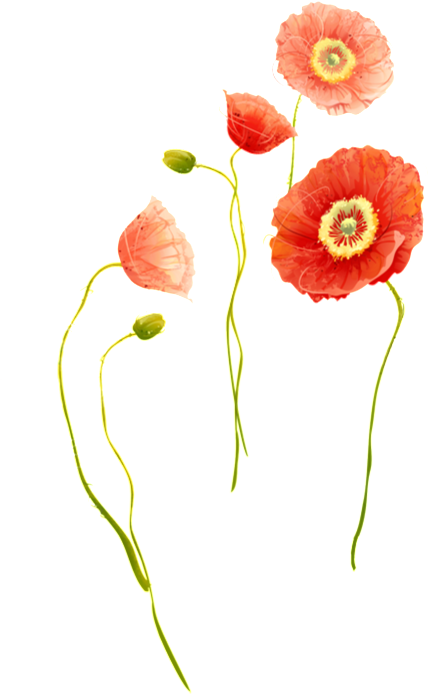 Exquisite Chrysanthemum Decorative Elements - Watercolor Painting (1024x1412), Png Download