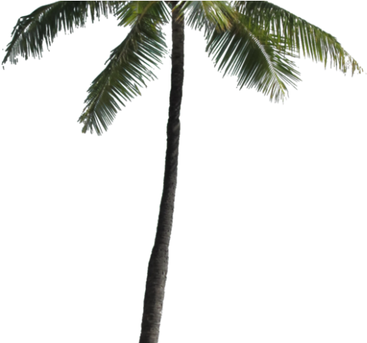 Palm Tree Png Transparent Images - Palm Trees Png Transparent (640x480), Png Download