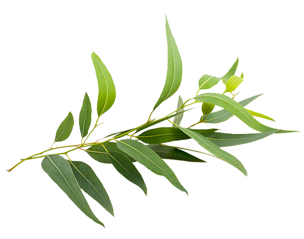Eucalyptus (600x600), Png Download