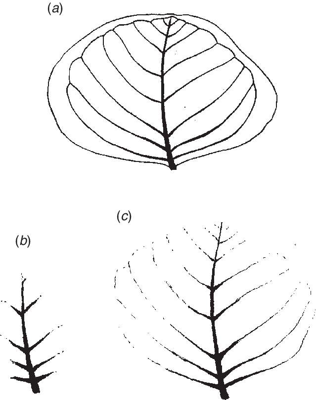 Download - Eucalyptus Polyanthemos (639x810), Png Download