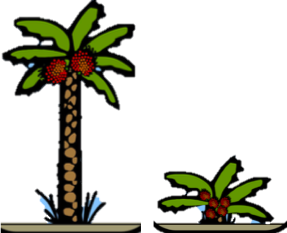 Palms Of Different Ages Need Different Amounts Of Fertiliser (927x754), Png Download