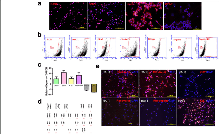 Characterization Of Retinal Progenitor Cells - Fig.1 (850x450), Png Download