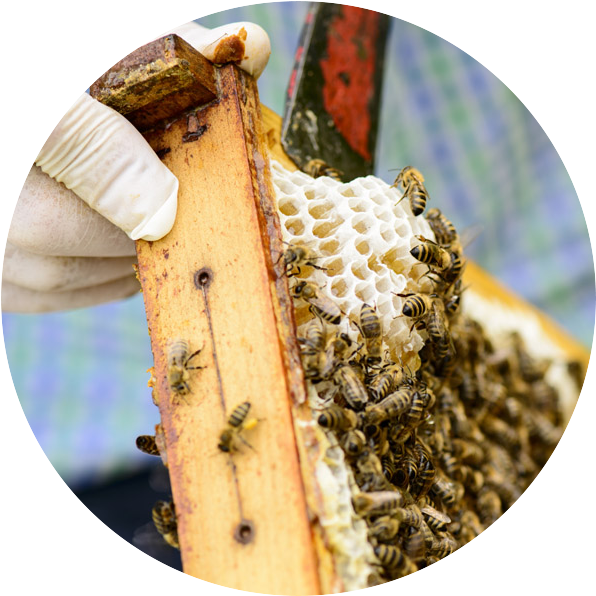 Beehive - Honey (632x624), Png Download