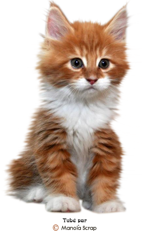 Tubes Chats Et Chatons Page - Orange And White Kitty (500x811), Png Download