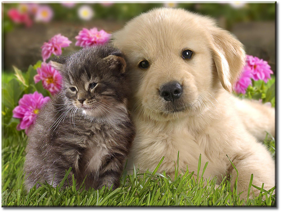Cute Kitten Puppy - Cutest Cat Vs Cutest Dog (1000x750), Png Download