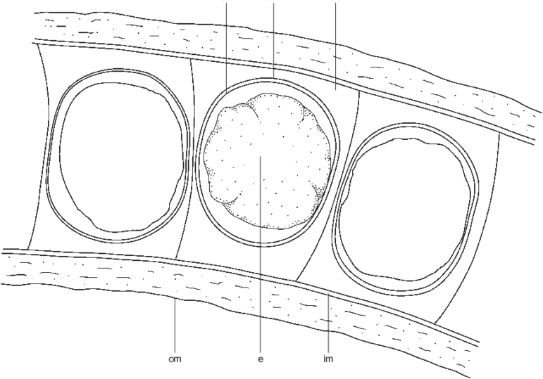 Longitudinal Section Of A Fragment Of A Strombus Canarium - Circle (850x545), Png Download