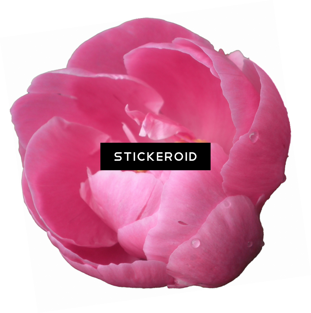 Peony Pic Flowers Nature - Common Peony (1016x1024), Png Download