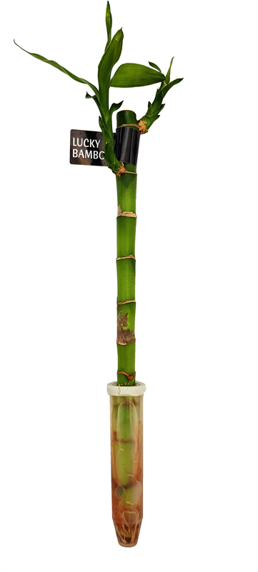 300mm Lucky Bamboo - Lucky Bamboo (800x800), Png Download