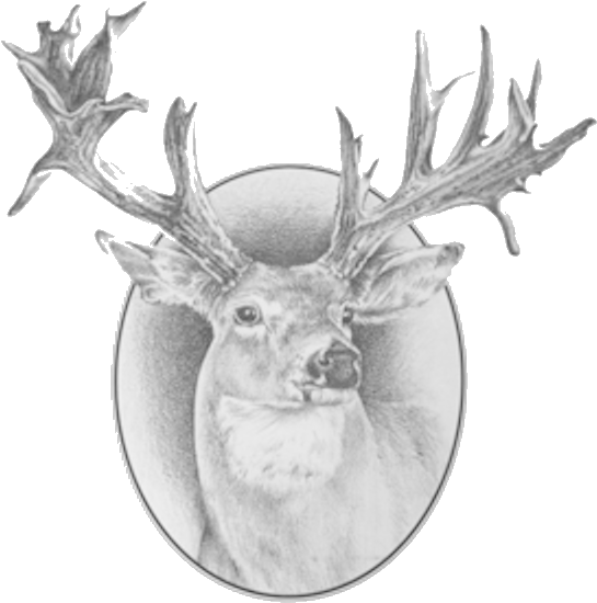 Deer (576x570), Png Download