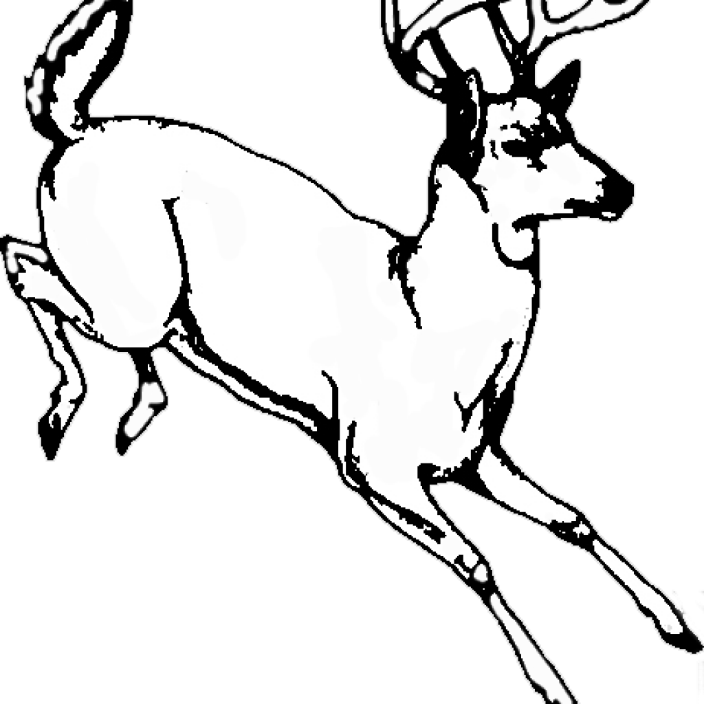 Whitetail Deer Clip Art 19 Buck Clipart Whitetail Deer - Deer (1024x1024), Png Download