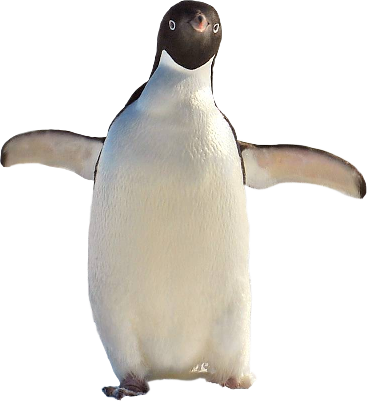 Penguin - Adã©lie Penguin (735x805), Png Download