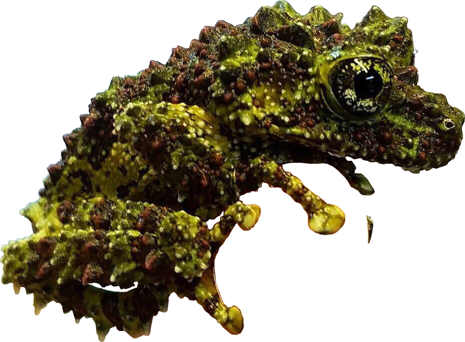 This Little Mossy - Vietnamese Mossy Tree Froglet (932x685), Png Download