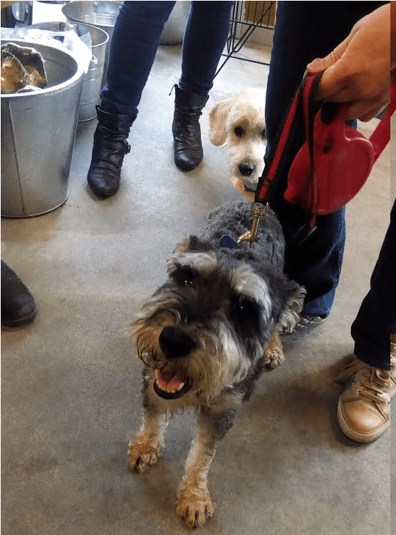 This Is Rambo, He Is A 3 Year Old Schnauzer And A Neutered - Terrier (800x750), Png Download