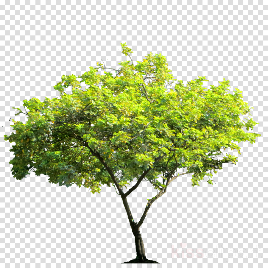 Tropical Tree Png (900x900), Png Download